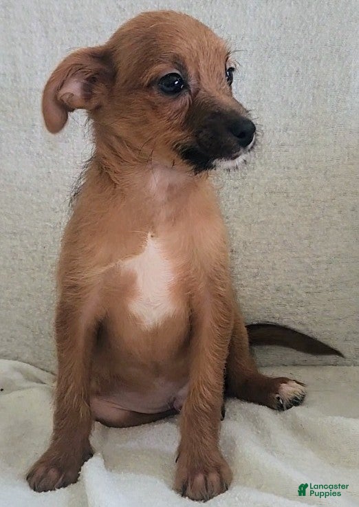 Mixed Breed dogs Timmy - Ad 1