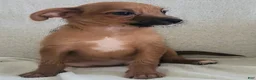 Mixed Breed dogs for sale: Timmy - Ad 1