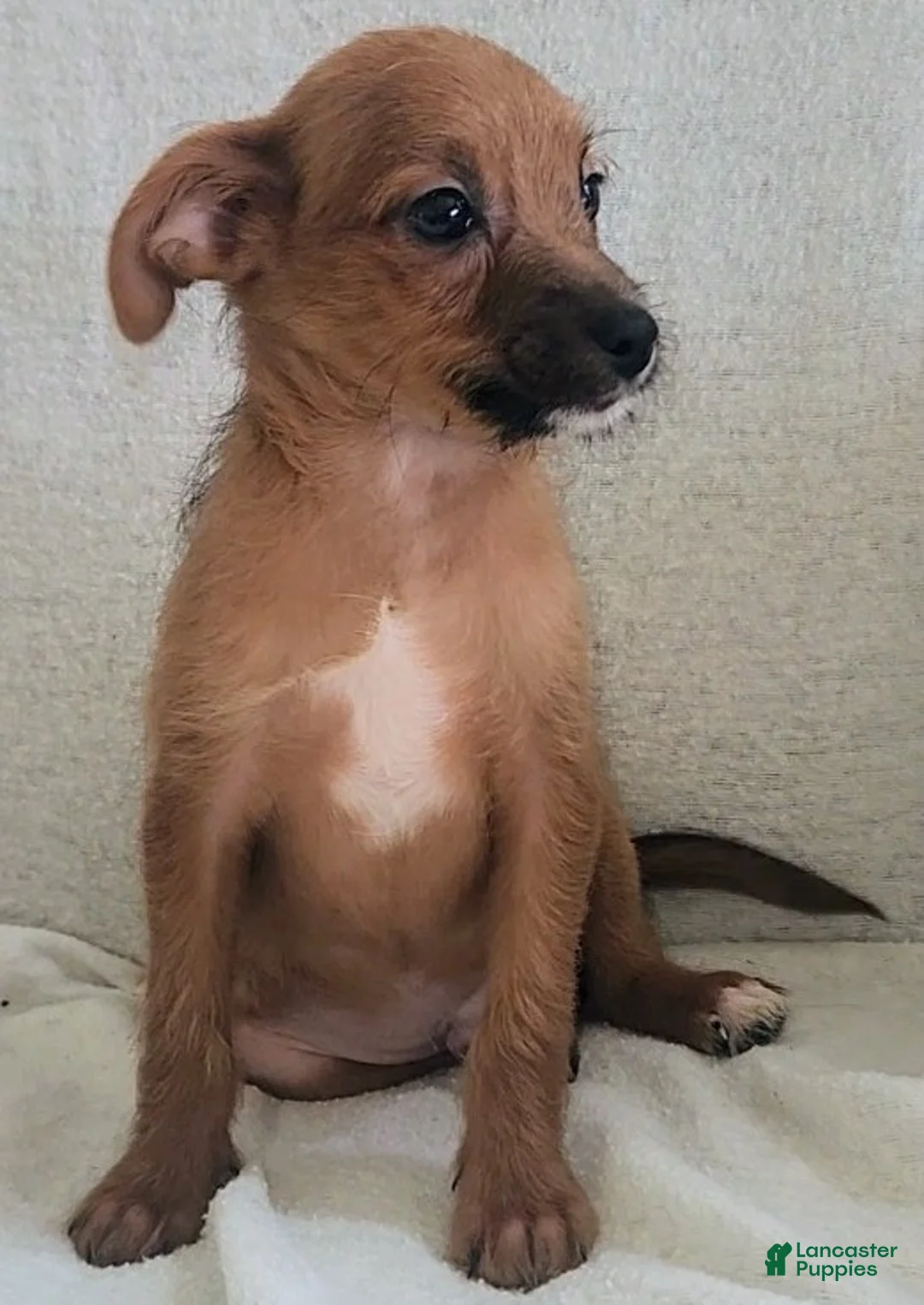 Mixed Breed dogs for sale: Timmy - Ad 1