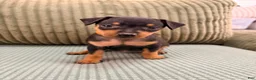 Miniature Pinscher dogs for sale: Lucy - Ad 2