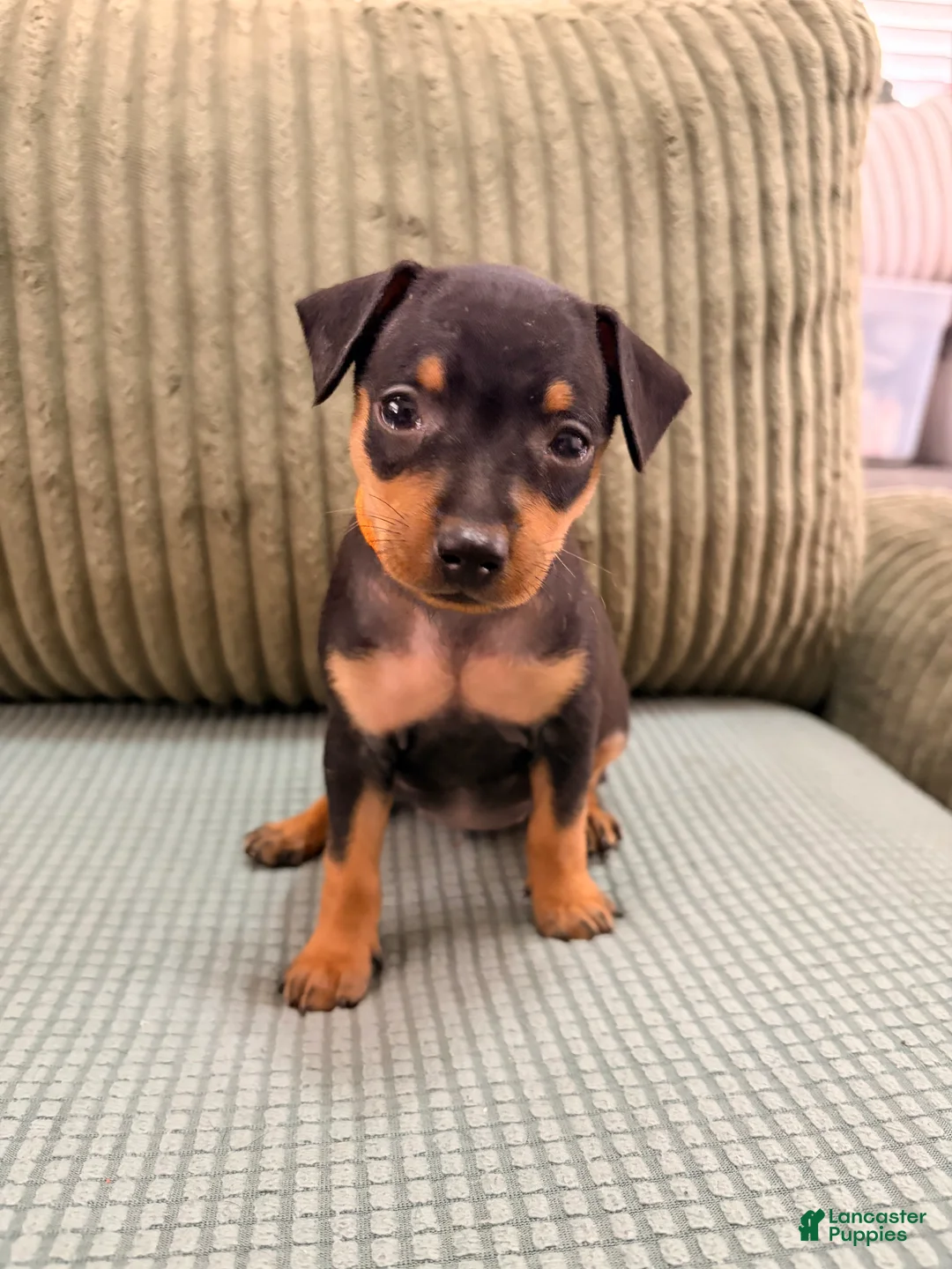 Miniature Pinscher dogs for sale: Lucy - Ad 2