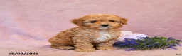 Cavapoo dogs for sale: Slate - Ad 5