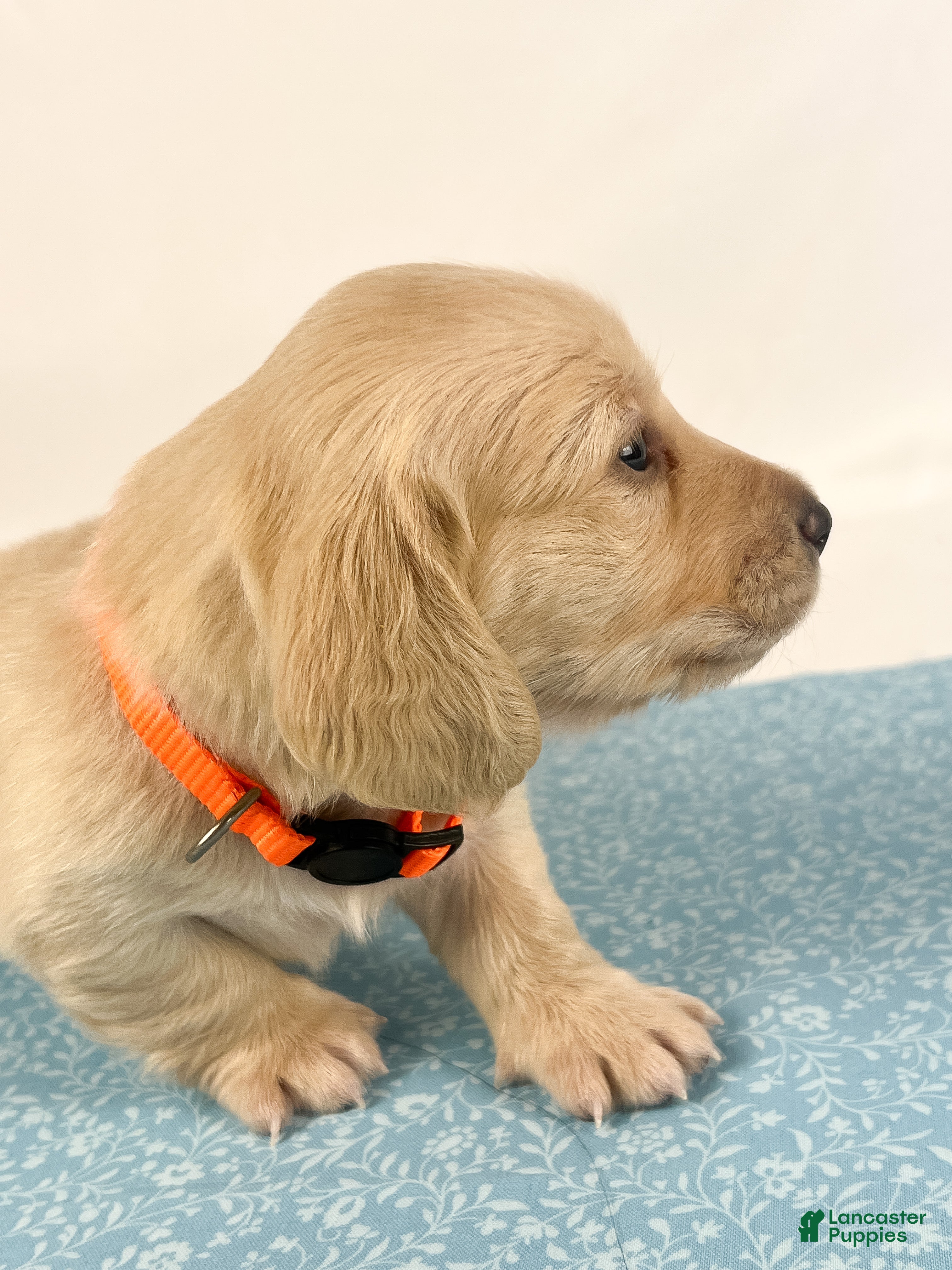 Miniature Dachshund dogs Cheddar - Ad 18