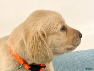 Miniature Dachshund dogs Cheddar - Ad 18