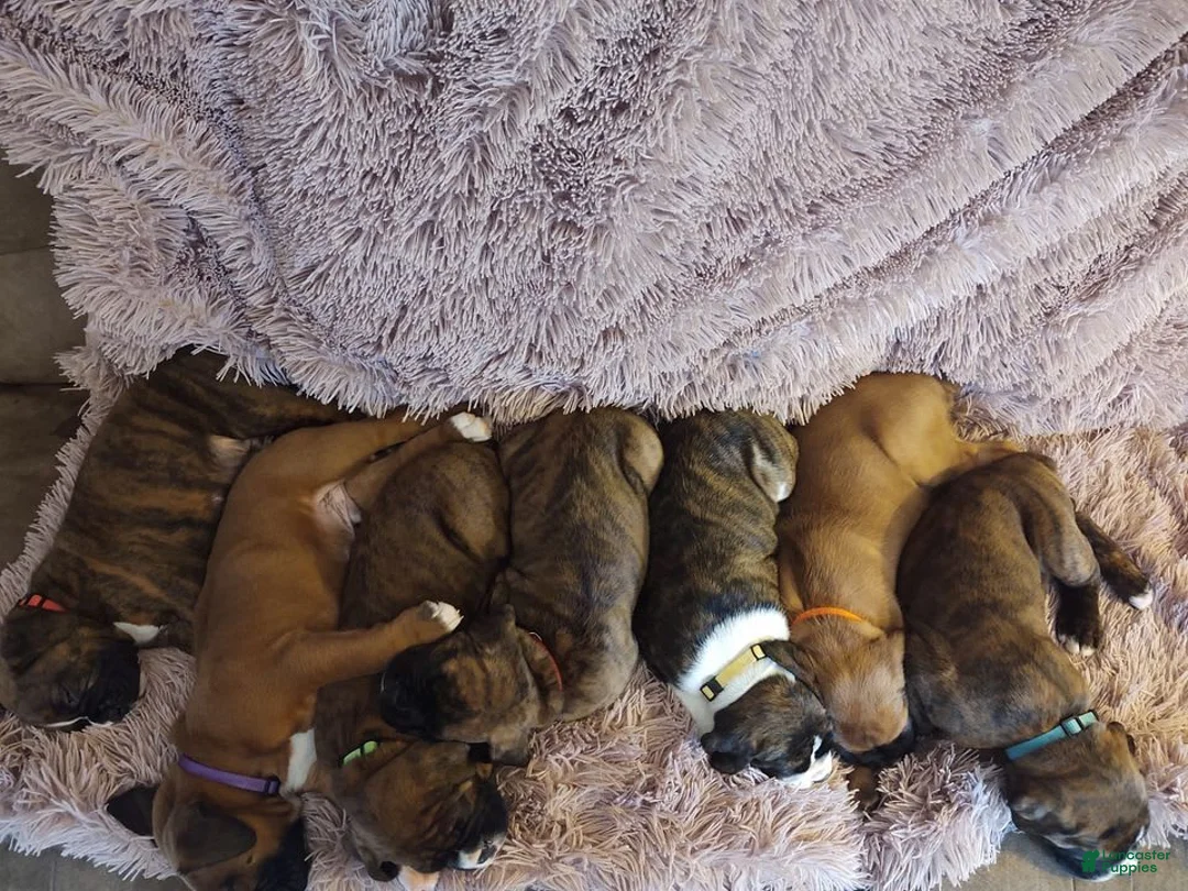 Gallery Image {{count}}