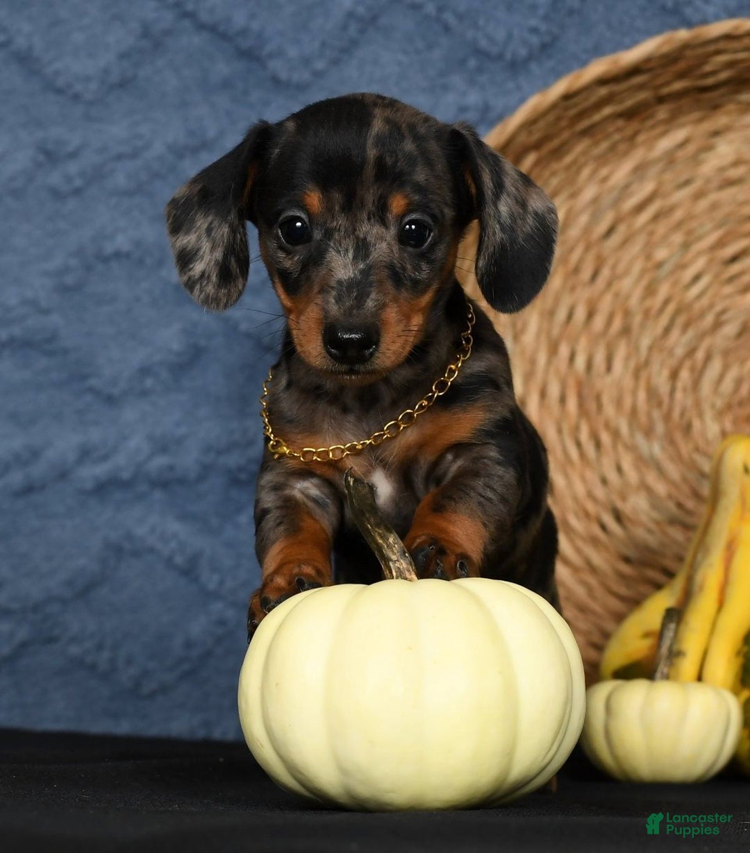 Miniature Dachshund dogs for sale: Roxie - Ad 7