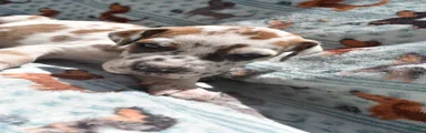 Great Dane - Red Collar - Fawnequin