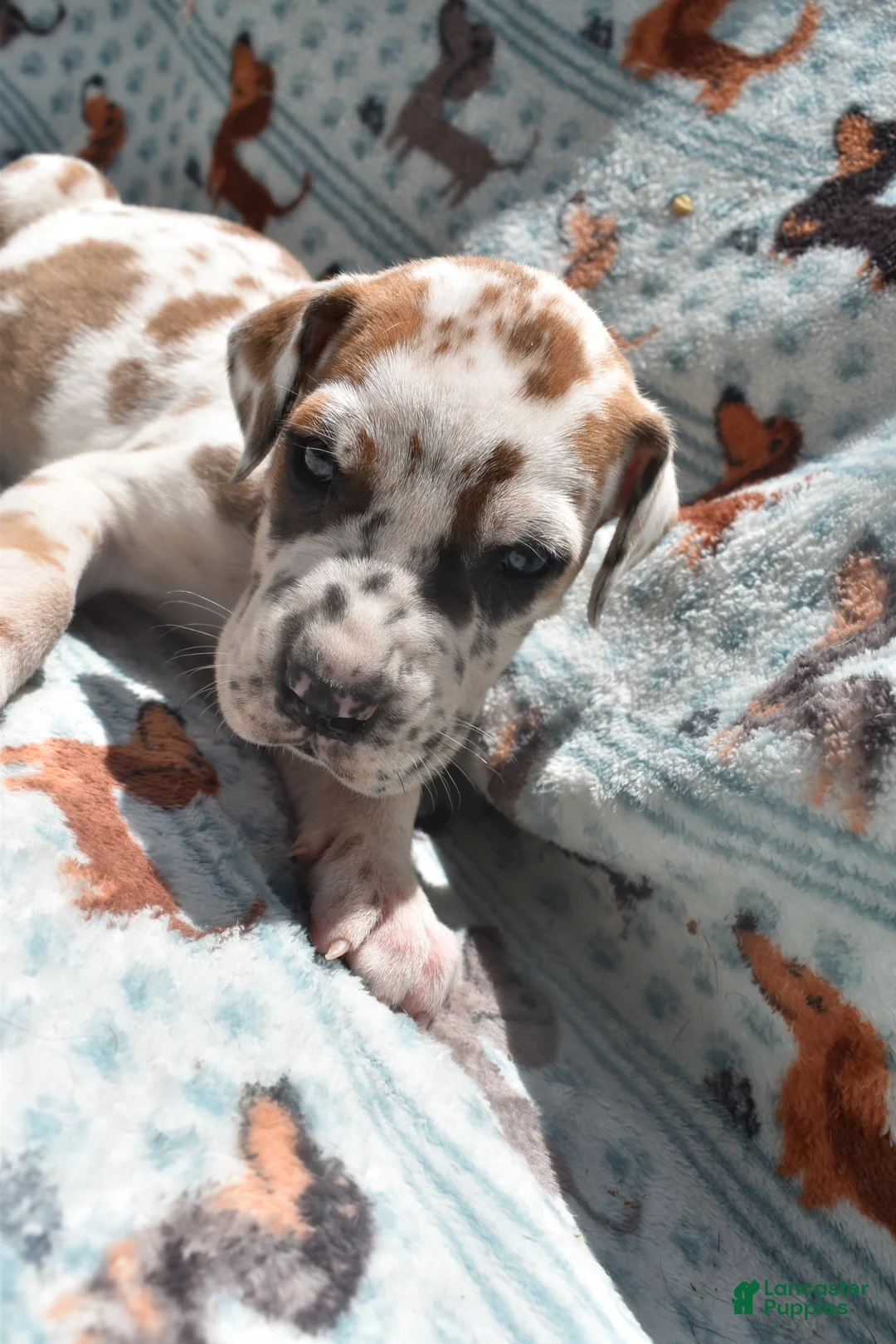 Great Dane dogs for sale: Great Dane - Red Collar - Fawnequin - Ad 1