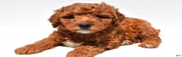 Mini Goldendoodle dogs for sale: Hunter - Ad 5