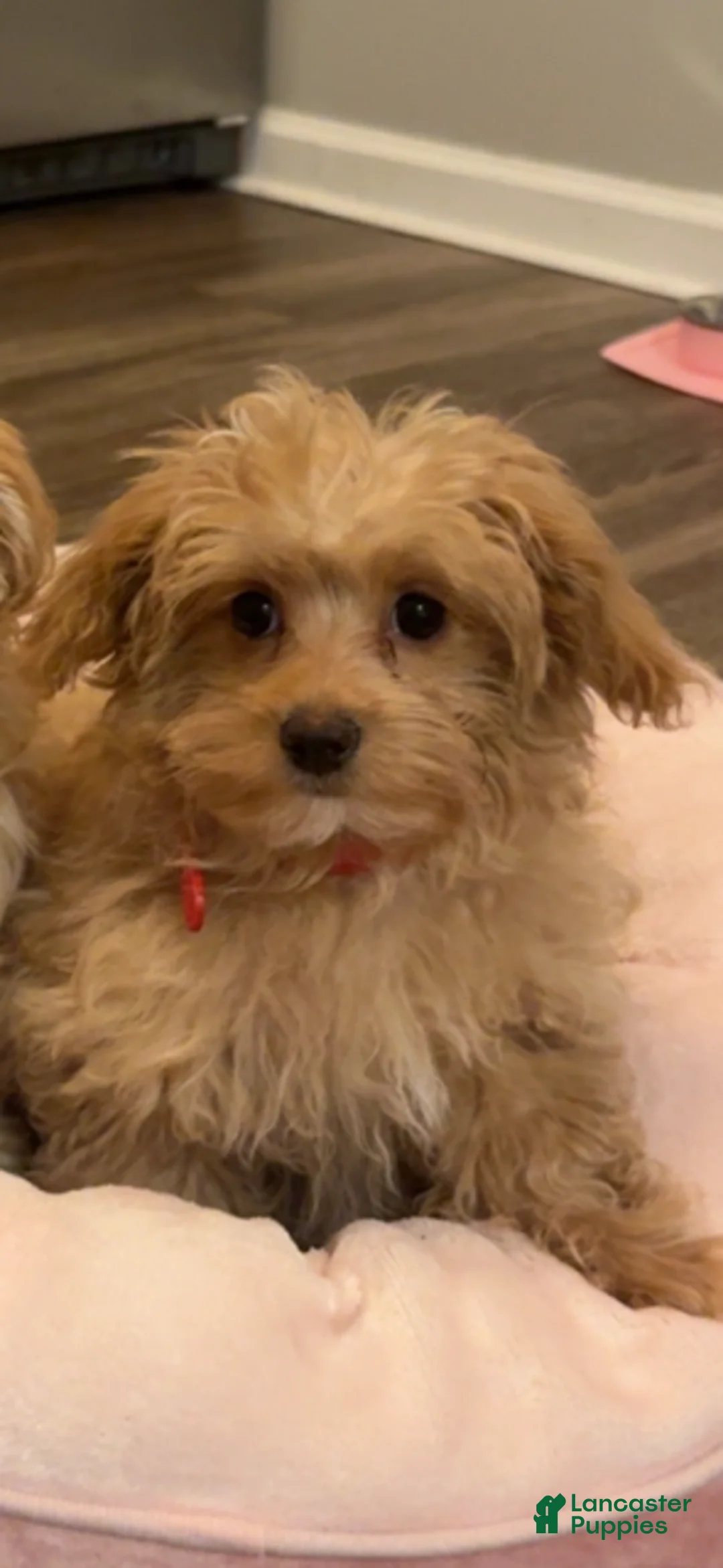 Maltipoo dogs for sale: Maltipoo Puppy 1 - Ad 2