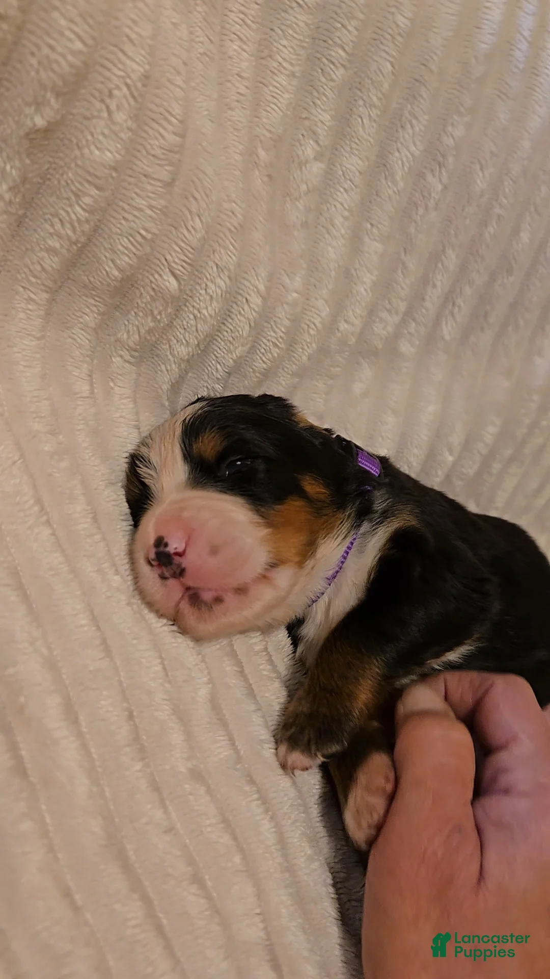 Bernese Mountain Dog dogs for sale: Bernese Mountain Dog 2 - Ad 2