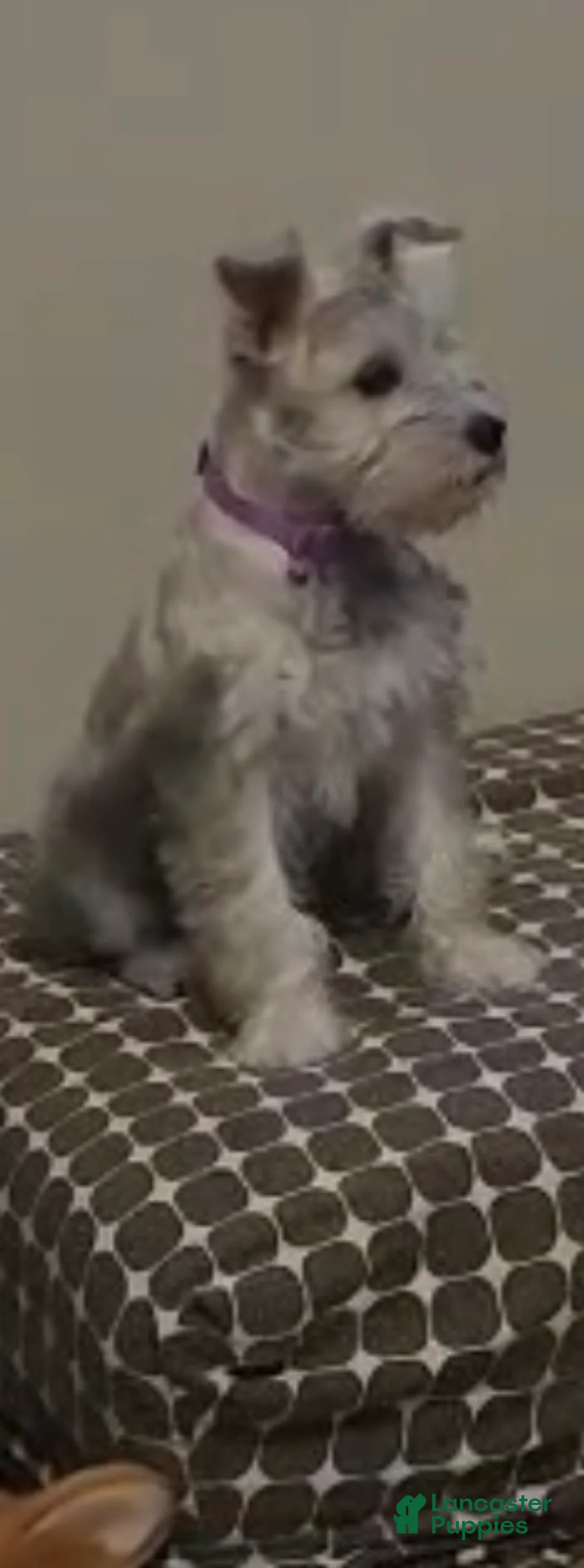 Miniature Schnauzer dogs for sale: Miniature Schnauzer 1 - Ad 2