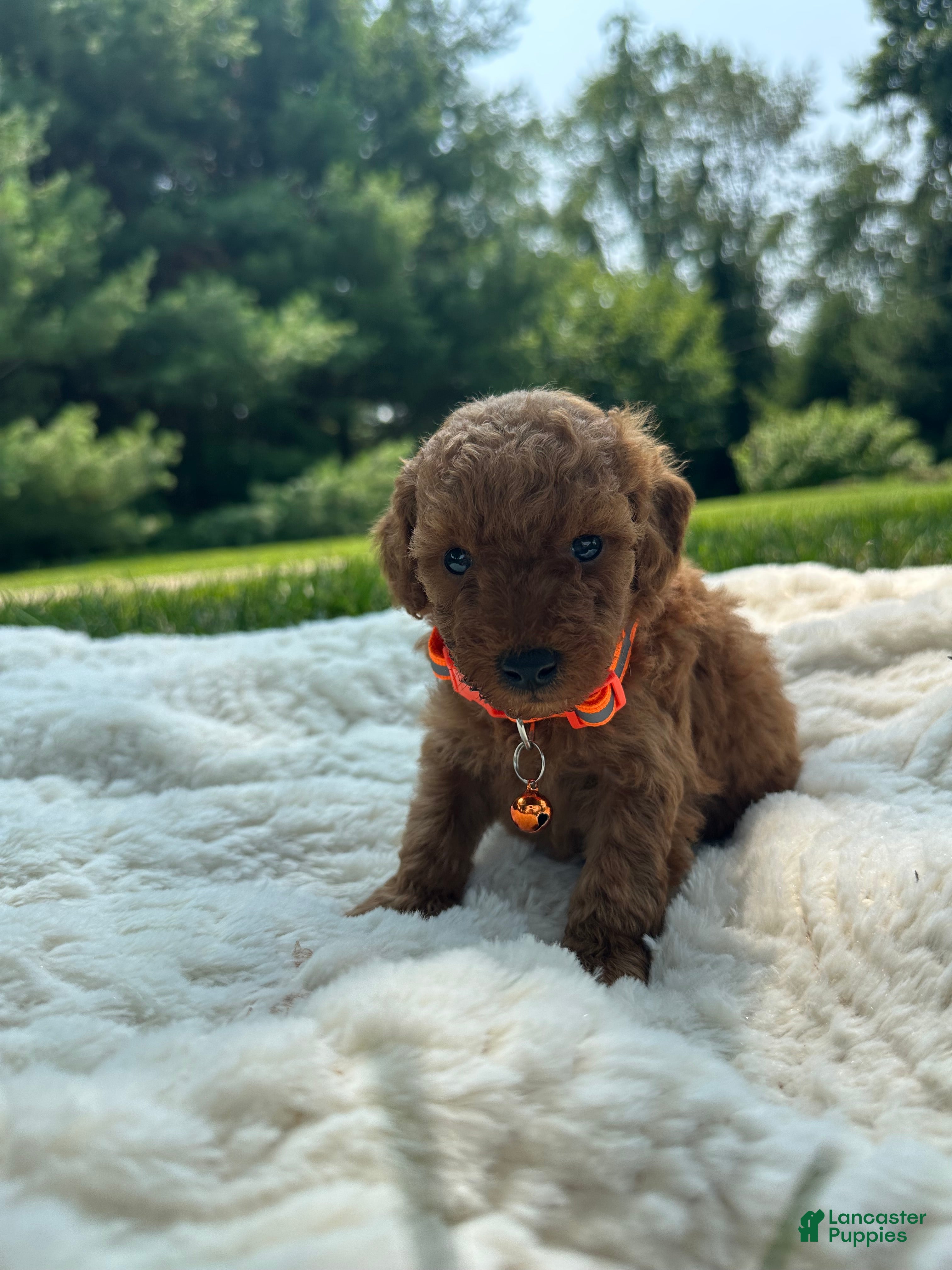 Miniature Poodle dogs Tiny - Ad 2