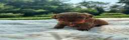 Miniature Poodle dogs for sale: Tiny - Ad 2