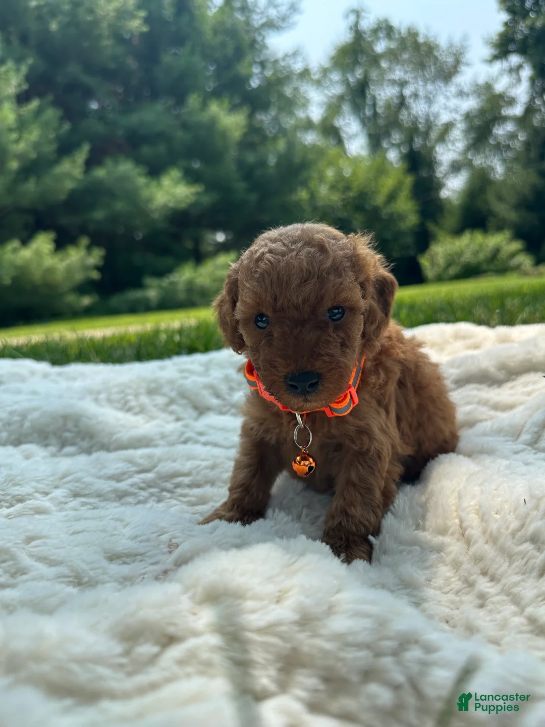 Miniature Poodle dogs for sale: Tiny - Ad 2