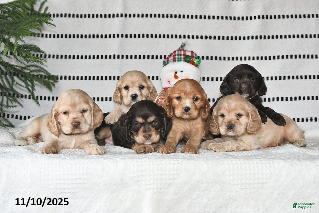 Cocker Spaniel dogs for sale: Holly - Ad 10
