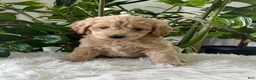 Mini Goldendoodle dogs for sale: Anita  - Ad 6