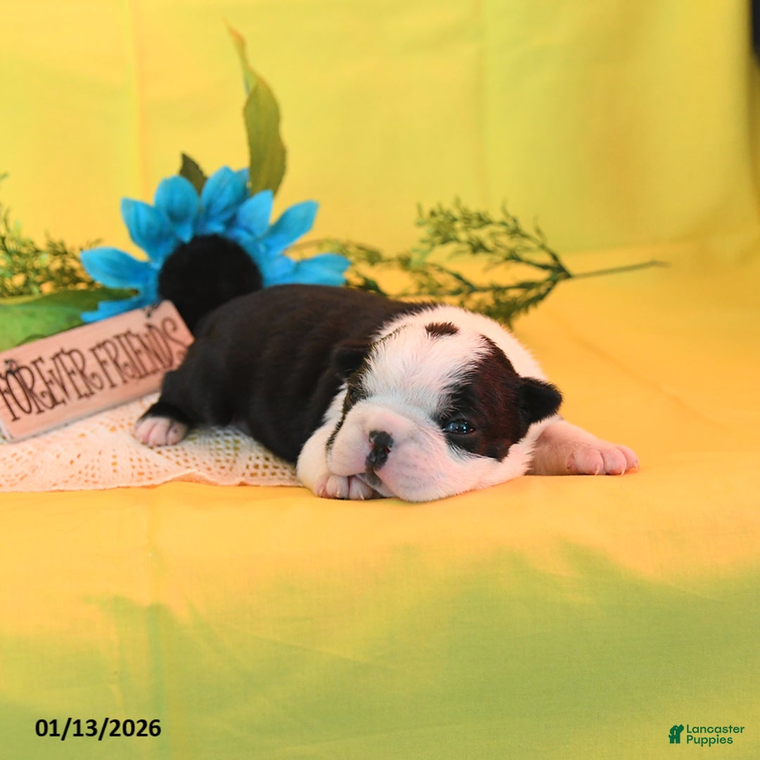 Boston Terrier dogs for sale: Ruby - Ad 1