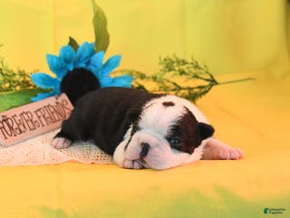 Boston Terrier dogs Ruby - Ad 23