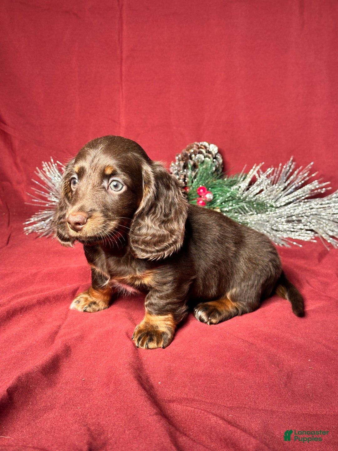 Miniature Dachshund dogs for sale: Andy - Ad 4