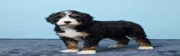 Bernedoodle dogs for sale: Jet - Ad 3