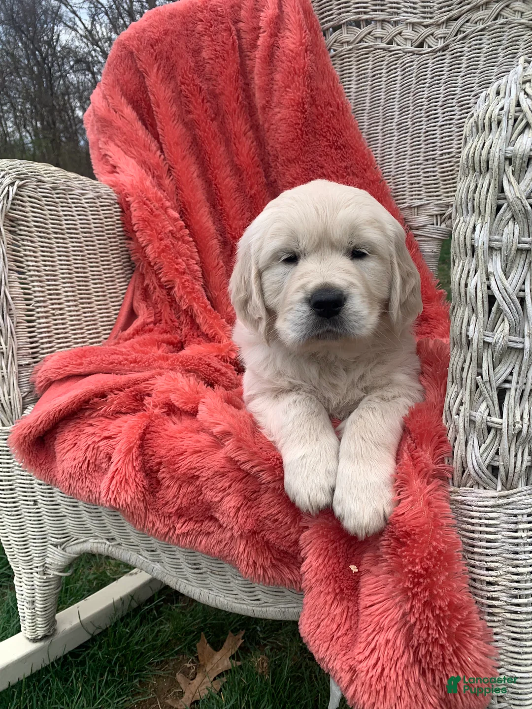 Golden Retriever dogs for sale: Golden Retriever Puppy 3 - Ad 1