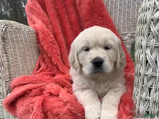 Golden Retriever dogs for sale: Golden Retriever Puppy 3 - Ad 3