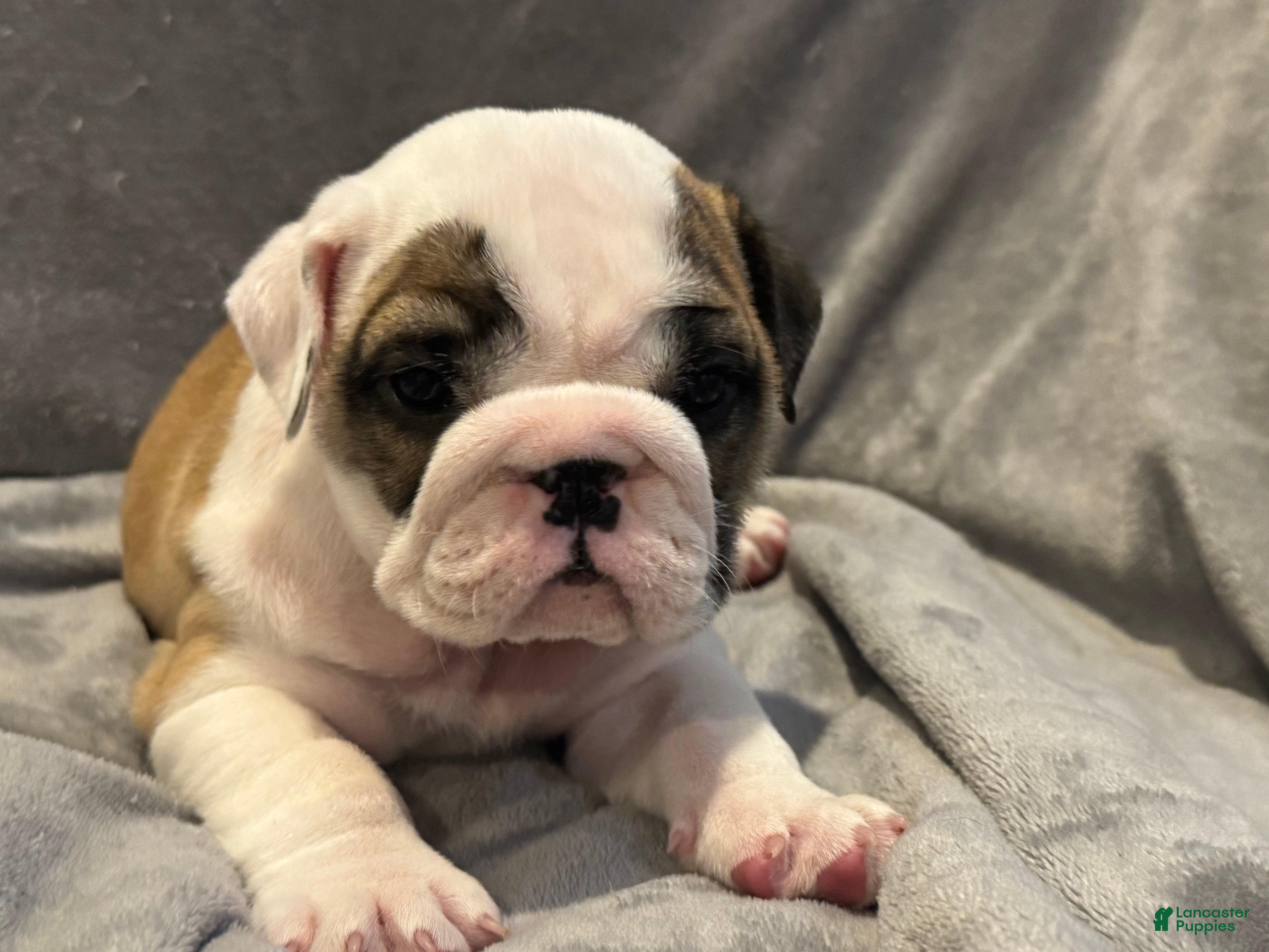 English Bulldog dogs English Bulldog 2 - Ad 1