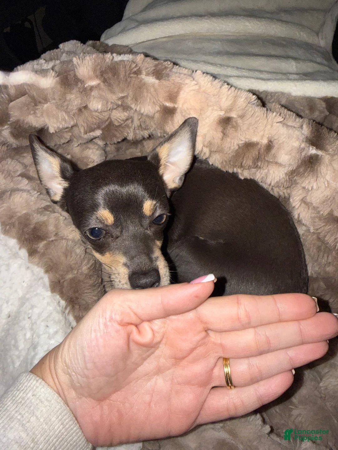 Chihuahua dogs for sale: Chihuahua Puppy 1 - Ad 2