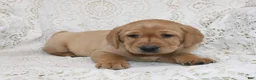 Labrador Retriever dogs for sale: Rocky - Ad 4