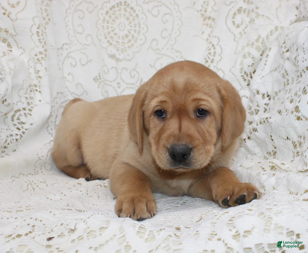 Labrador Retriever dogs for sale: Rocky - Ad 4