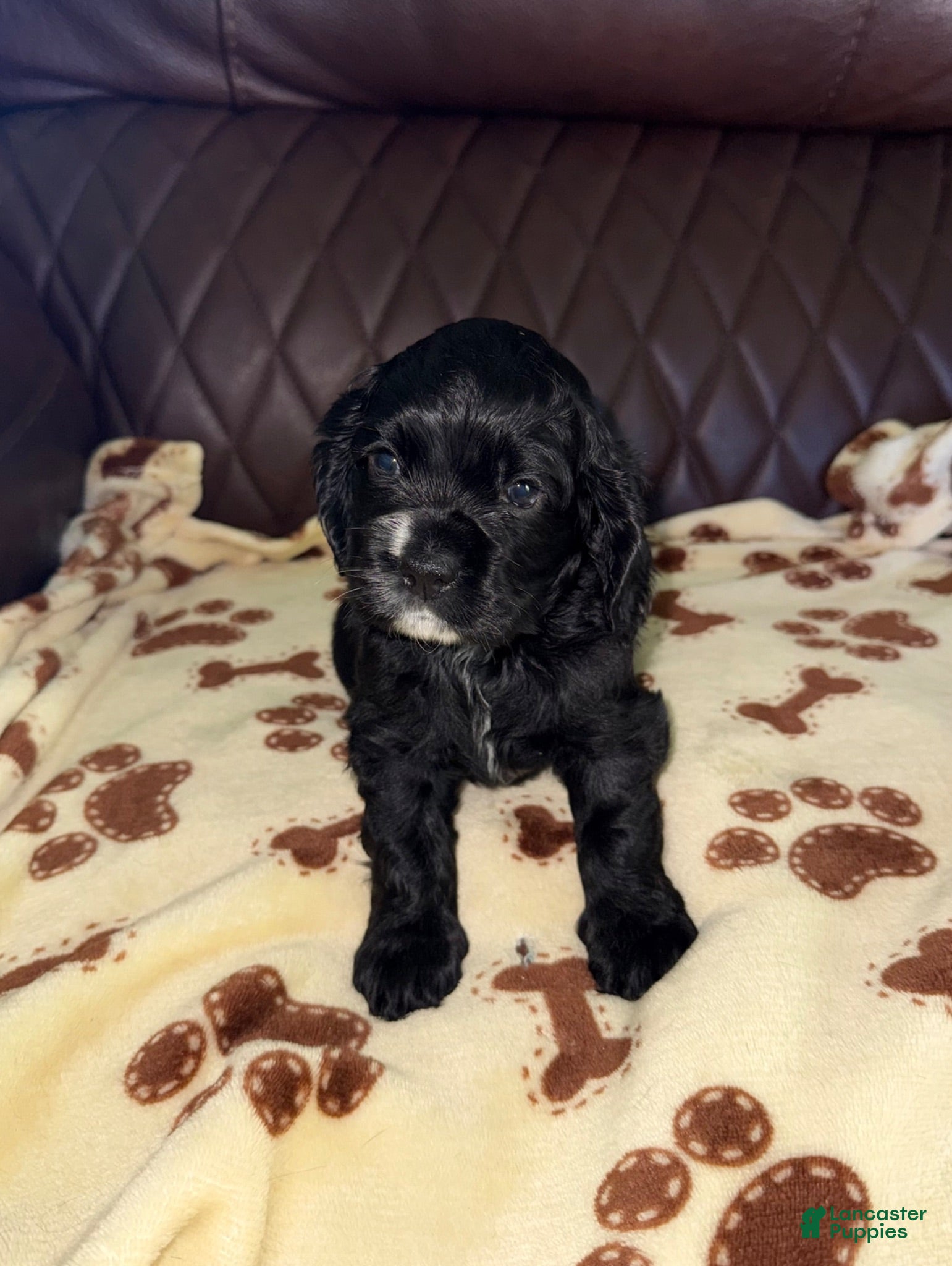 Cocker Spaniel dogs Cocker Spaniel 4- black with white on nose - Ad 1