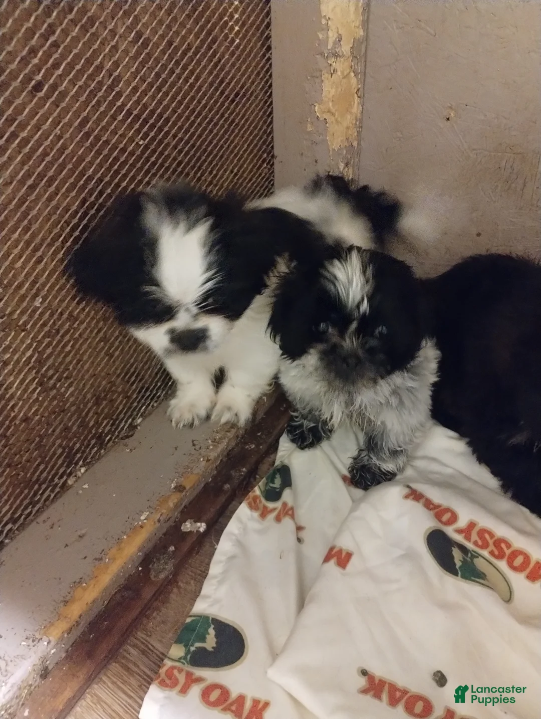 Shih Tzu dogs for sale: trouble - Ad 1