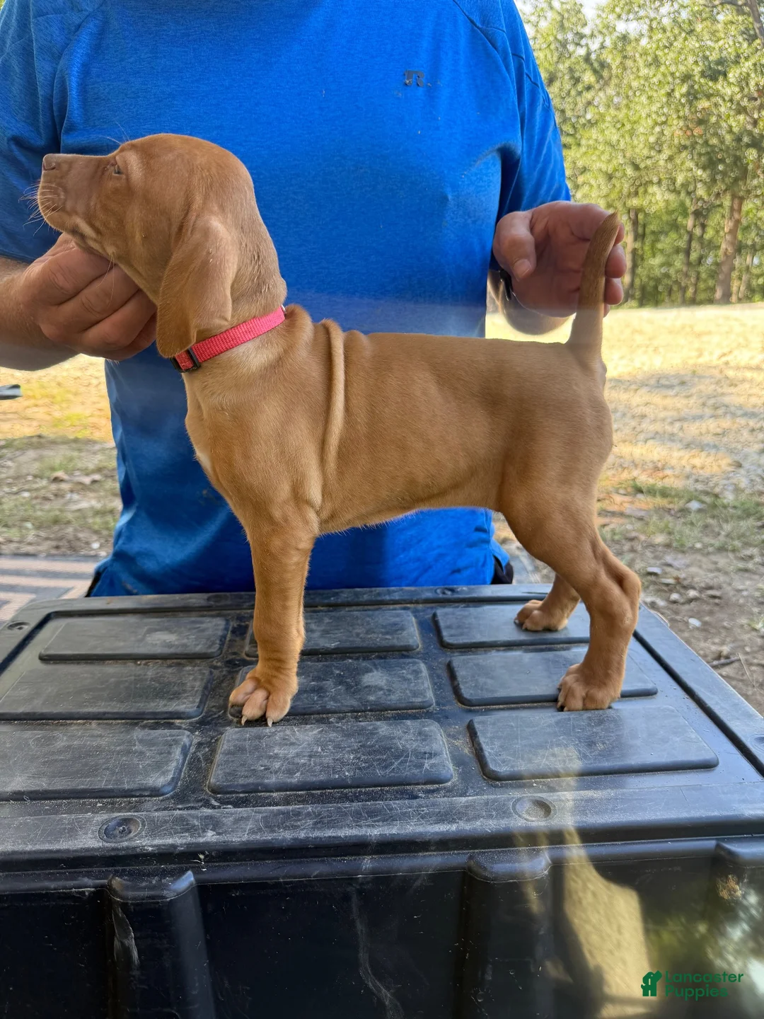 Vizsla dogs for sale: Pink - Ad 2