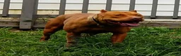 American Bully dogs for sale: Bella - Ad 12