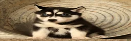 Siberian Husky dogs for sale: Leo - Ad 4