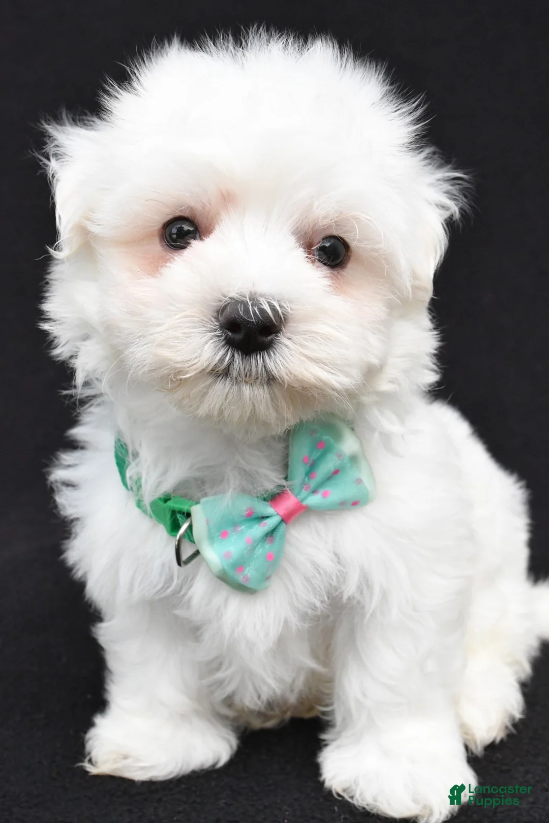 Maltese dogs for sale: Tripp - Ad 2