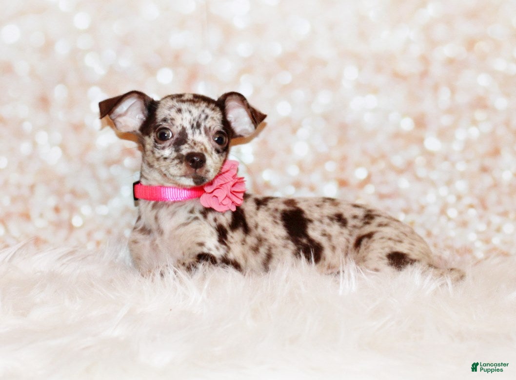 Chihuahua dogs Hyacinth - Ad 5
