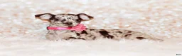 Chihuahua dogs for sale: Hyacinth - Ad 1
