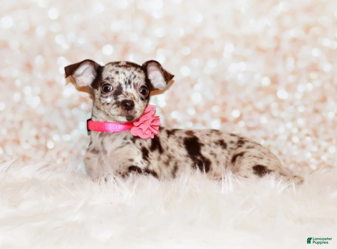 Chihuahua dogs for sale: Hyacinth - Ad 1