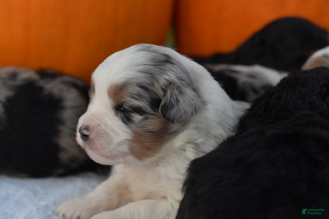 Mini Aussiedoodle dogs for sale: Cash - Ad 15