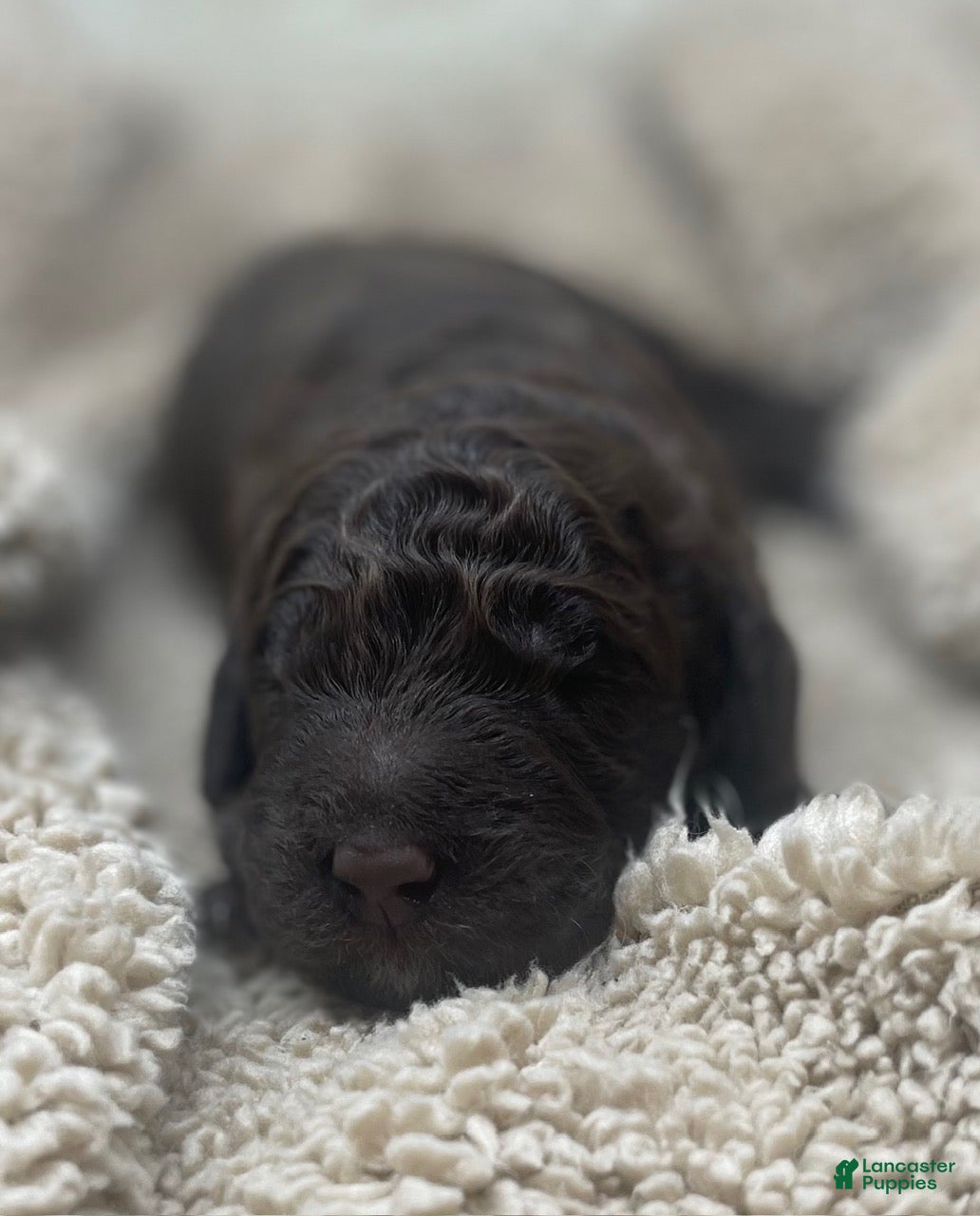 Double Doodle dogs Maui - Ad 1