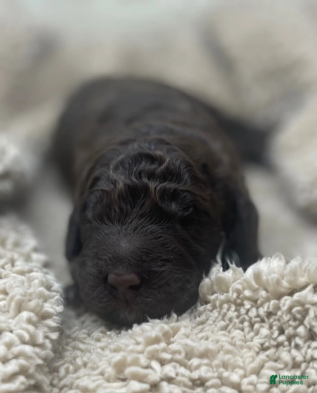 Double Doodle dogs for sale: Maui - Ad 1