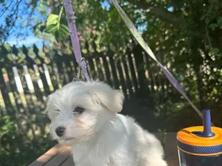 Maltese dogs for sale: Maltese 4 - Ad 1