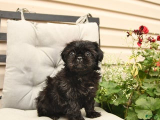 Shih Tzu dogs - Ad 8