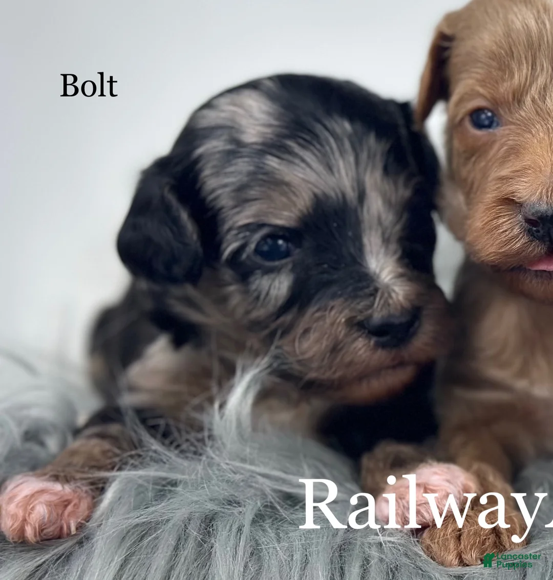 Goldendoodle dogs for sale: Bolt - Ad 1