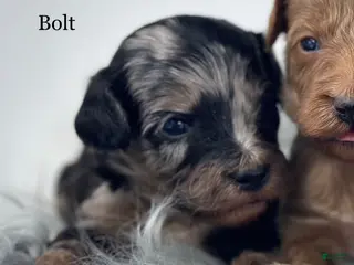 Goldendoodle dogs Bolt - Ad 37