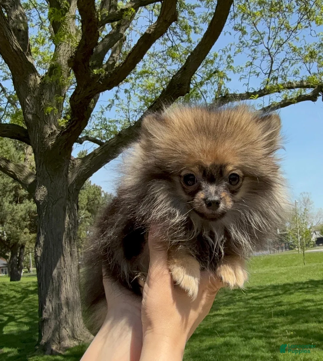 Pomeranian dogs for sale: Pomeranian Puppy Ruby - Ad 1