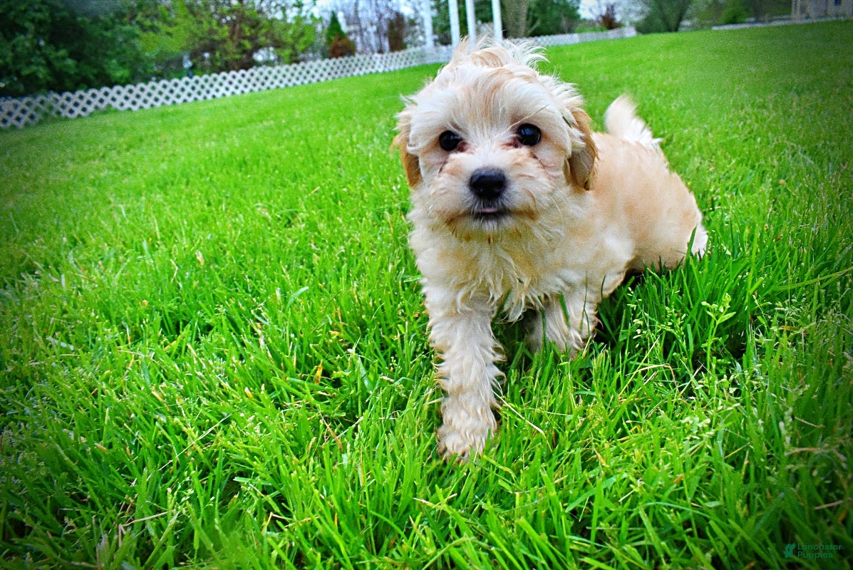 Havapoo dogs Nessie - Ad 3