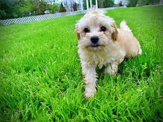 Havapoo dogs Nessie - Ad 3